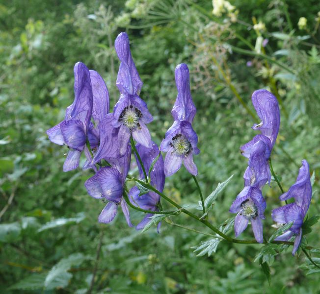 File:Aconite.jpg