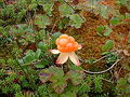Cloudberry.jpg