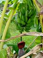Banana.jpg