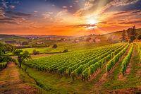 Vinyard.jpg