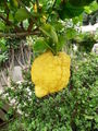 Lipari-Citrons.jpg